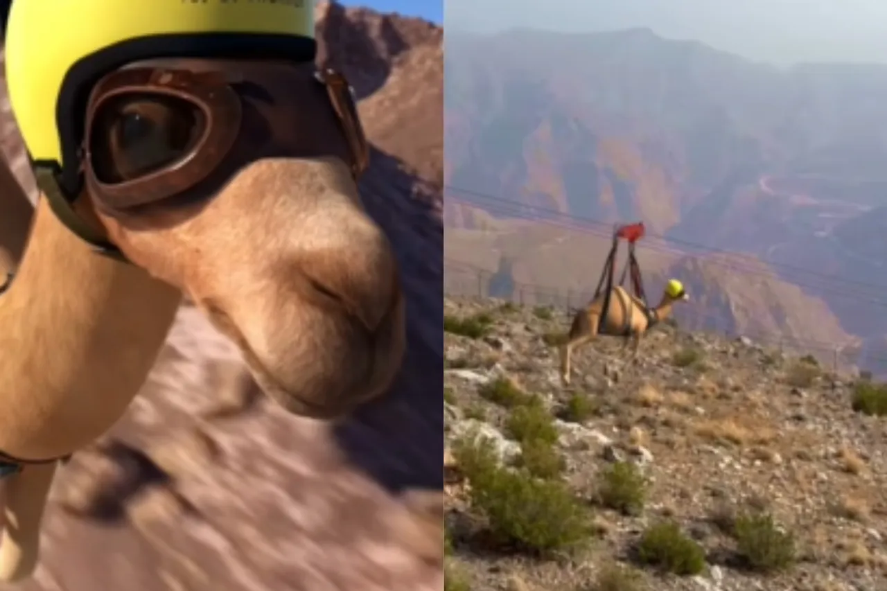 Animal viral video