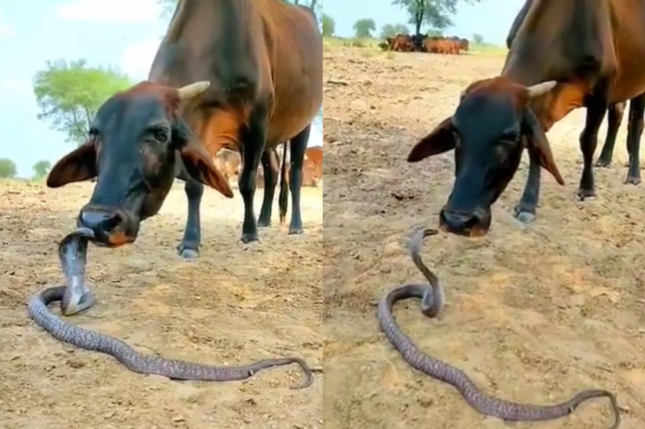 Animal viral video