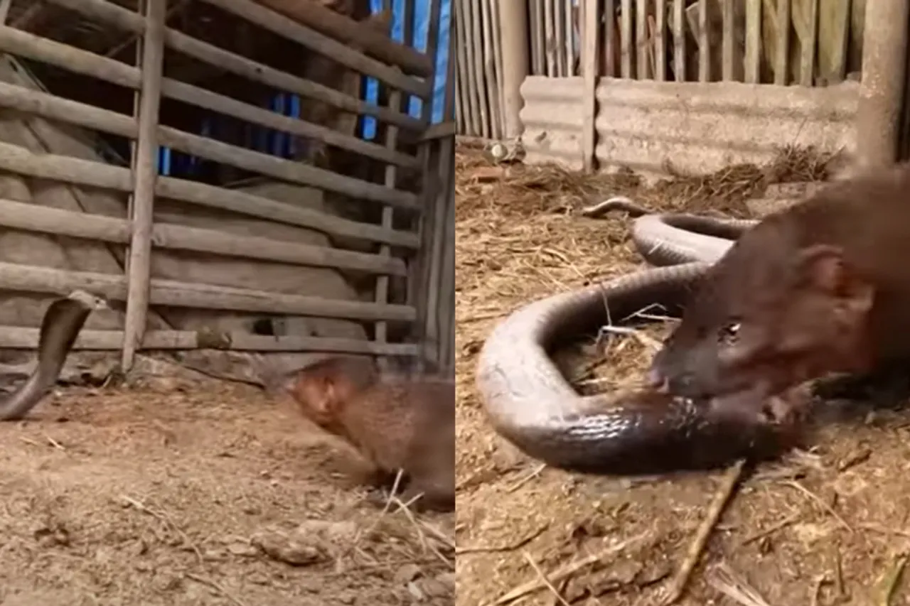 Animal viral video