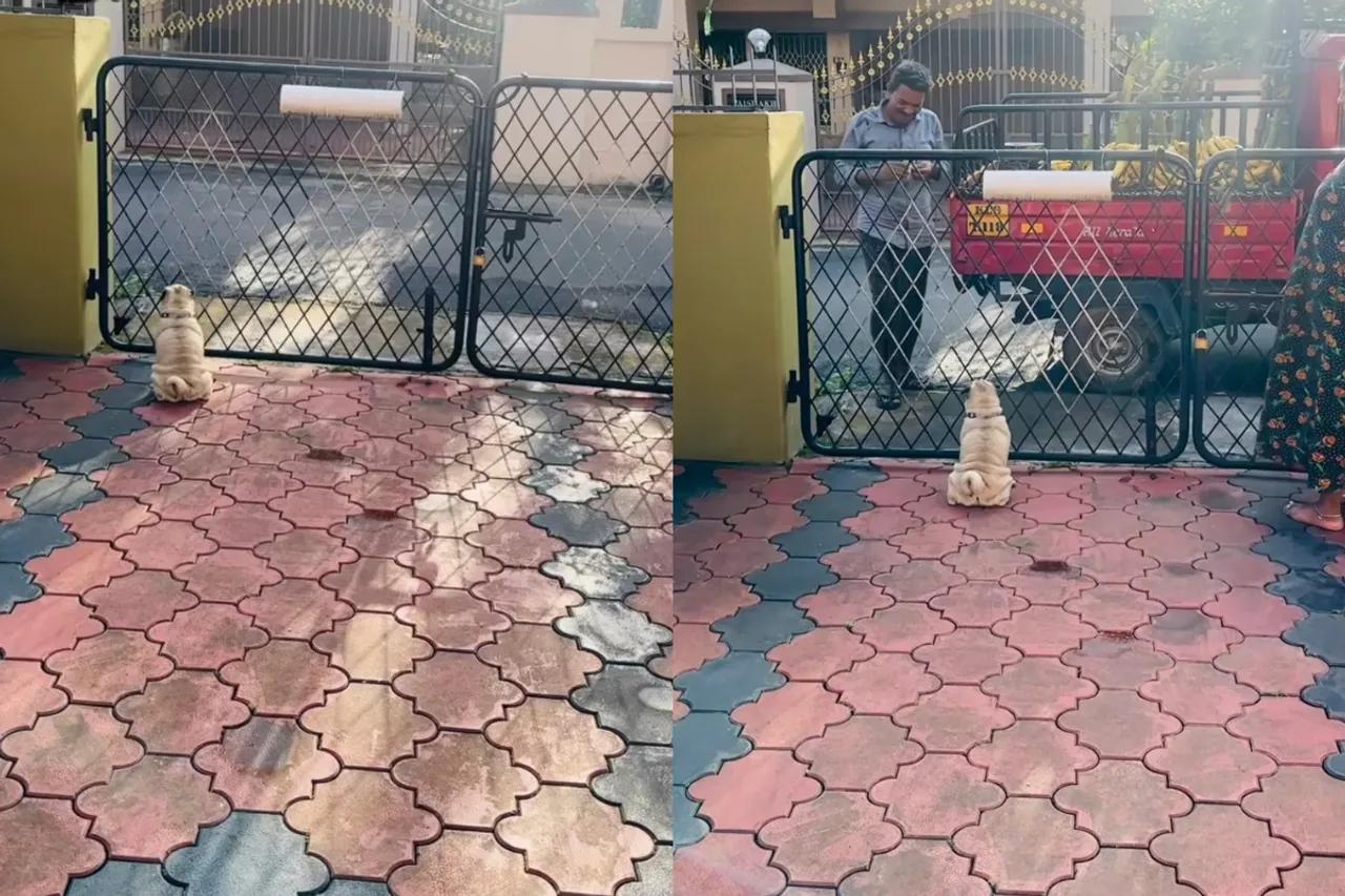 Animal viral video