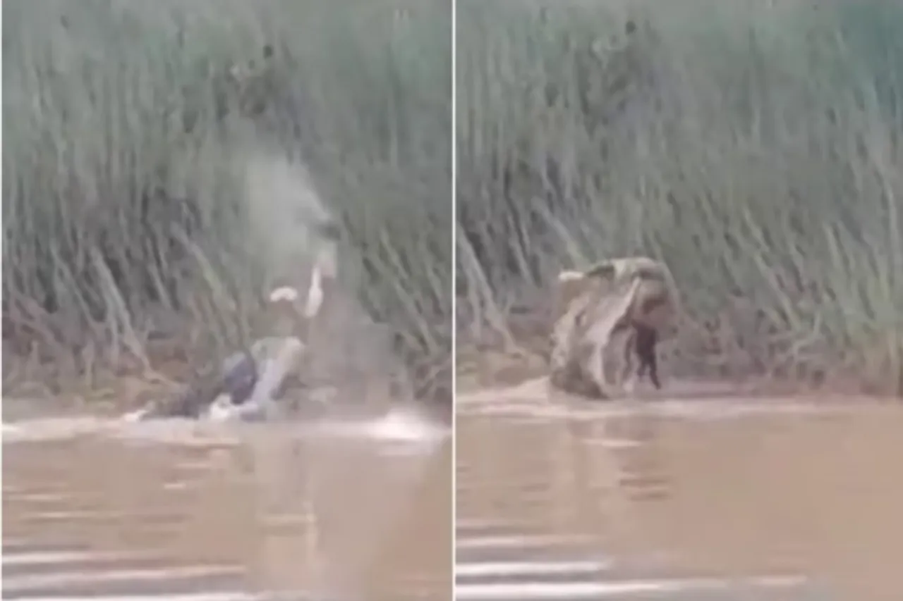 Animal viral video