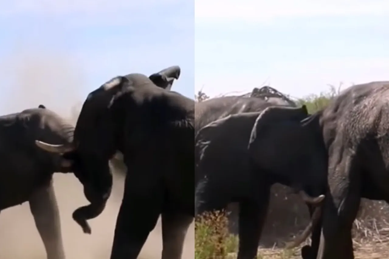 Animal viral video