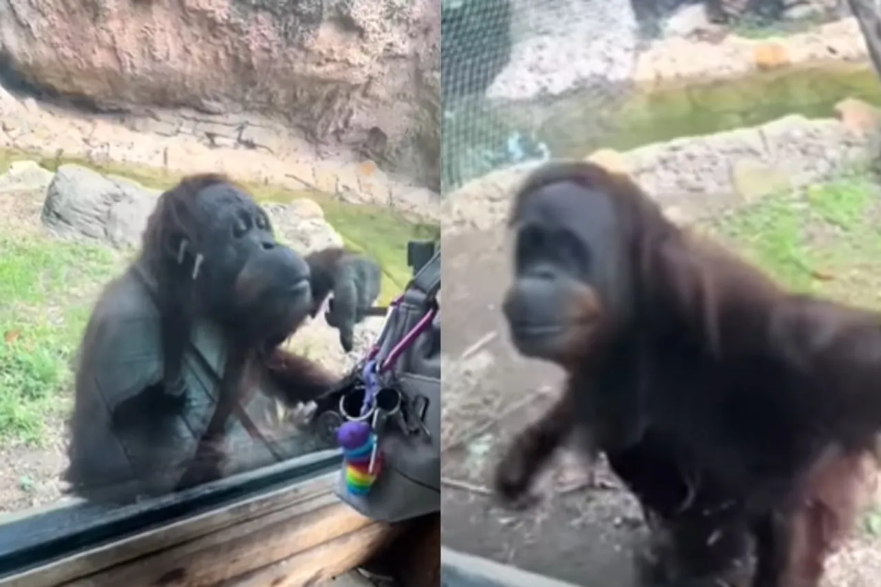 Animal viral video