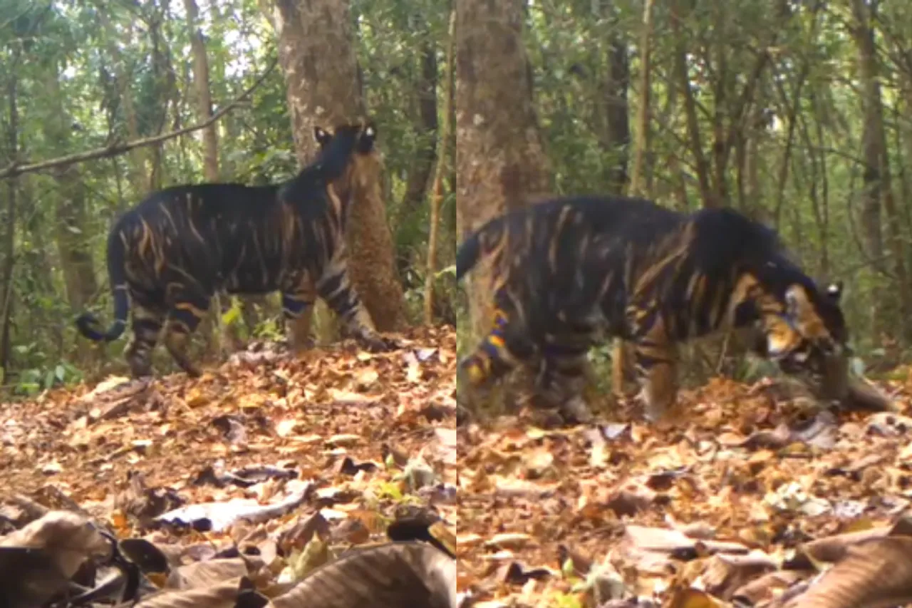 Animal viral video