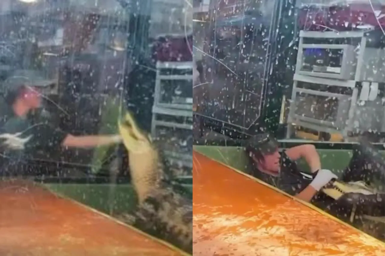 Animal viral video