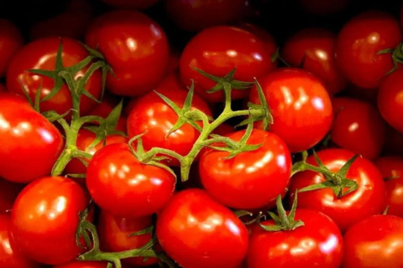Tomato
