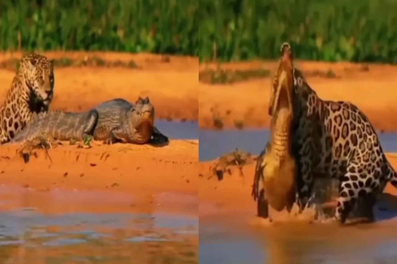 Viral Animal Video