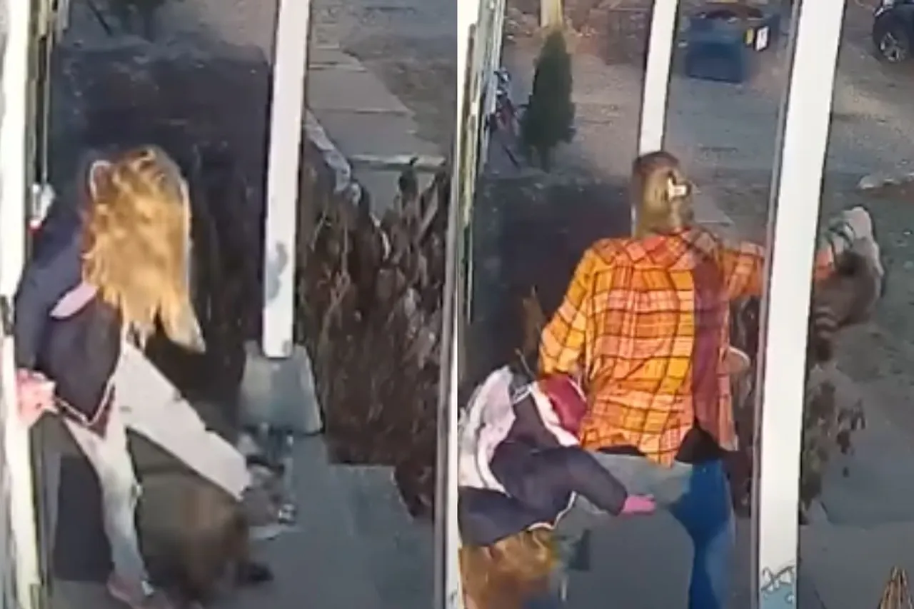 Viral Animal Video