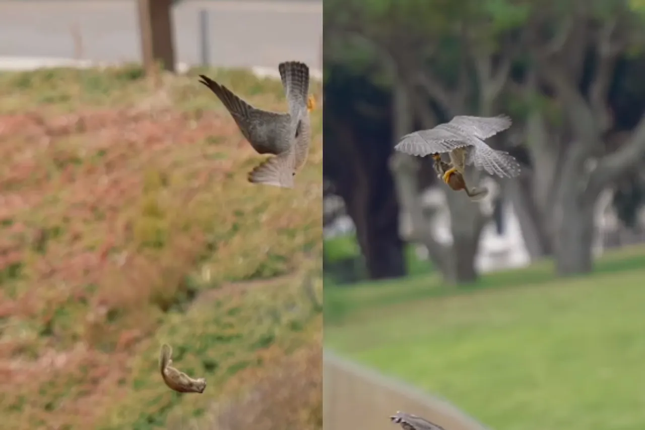 Viral Animal Video