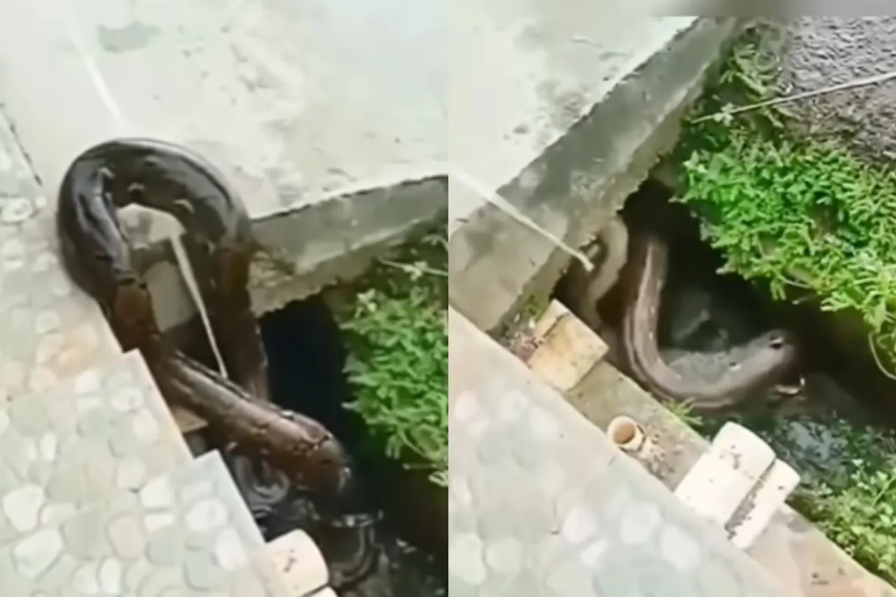 Viral animal video