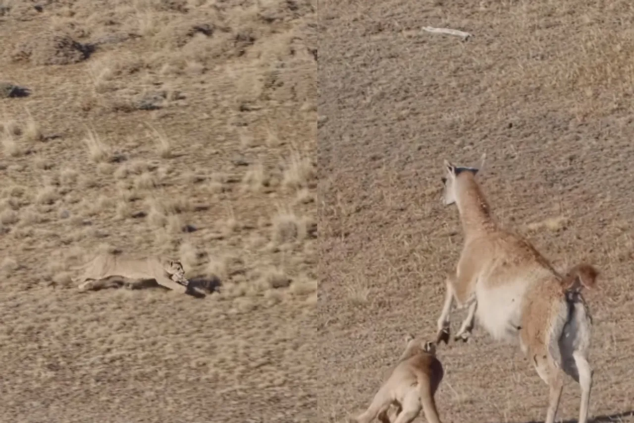 Viral Animal Video