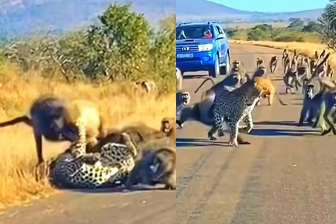 Viral animal video