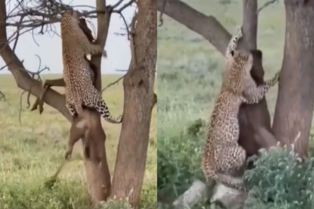 Viral Animal Video