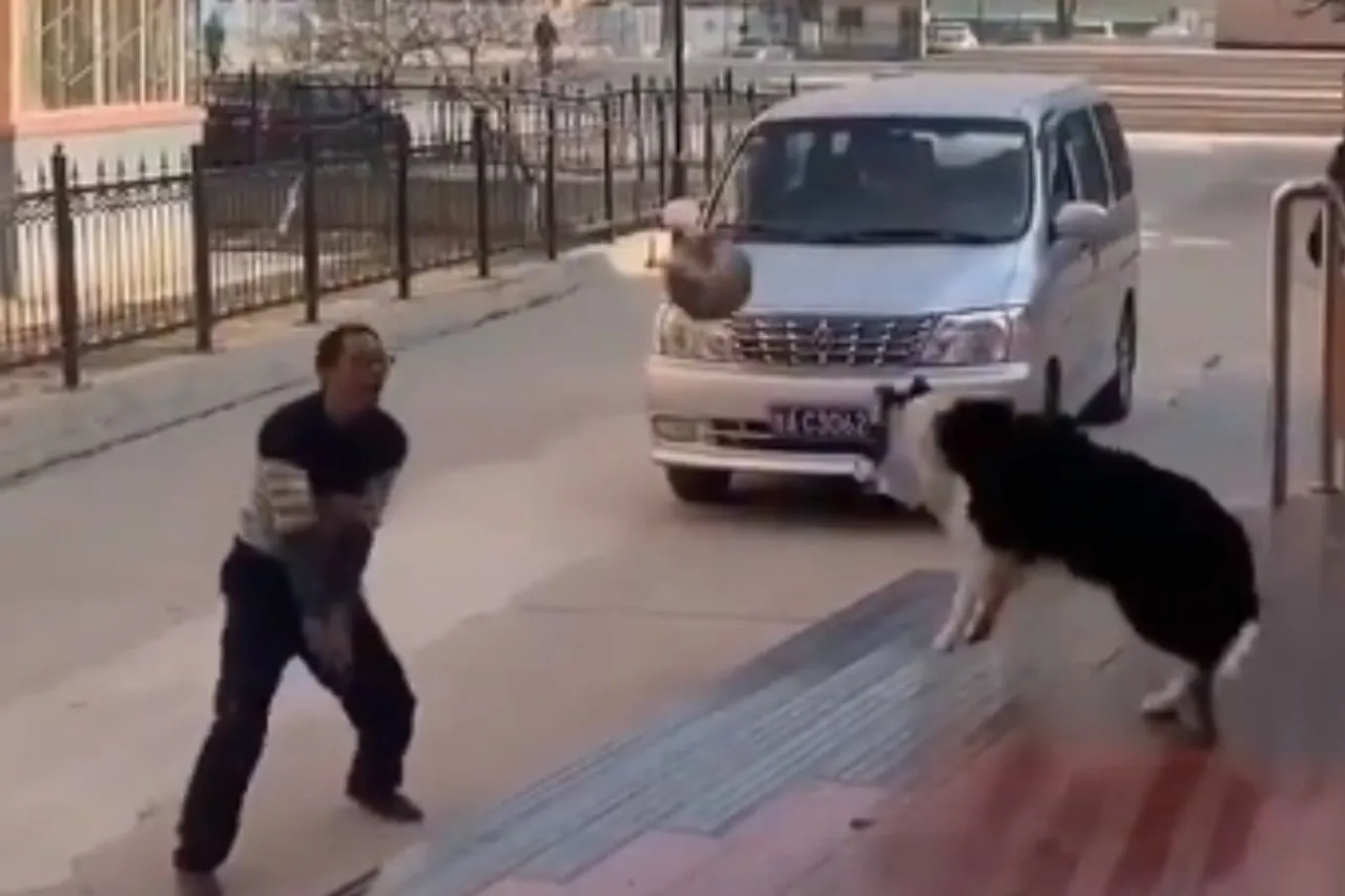 Viral Animal Video