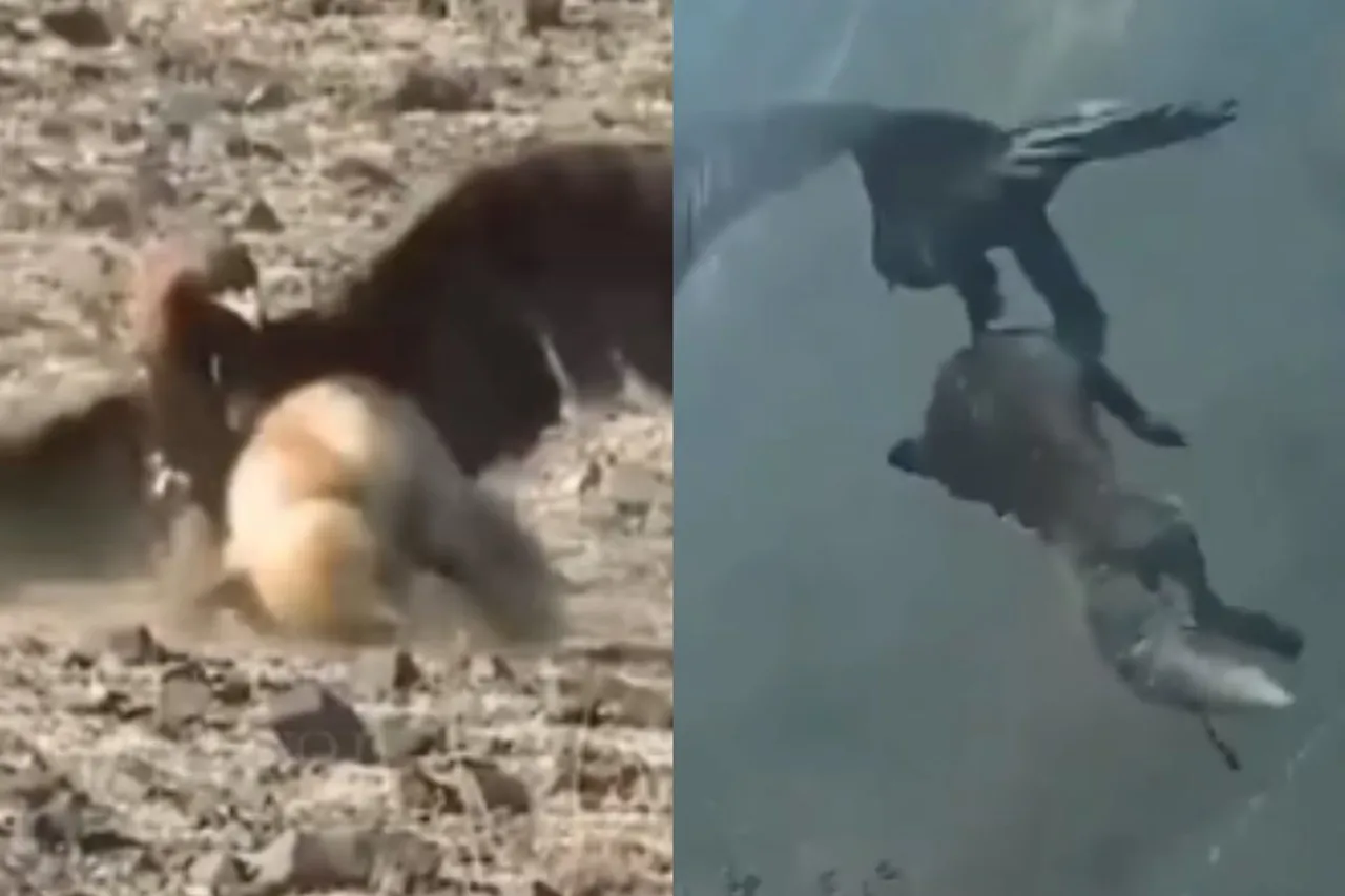 Viral Animal Video