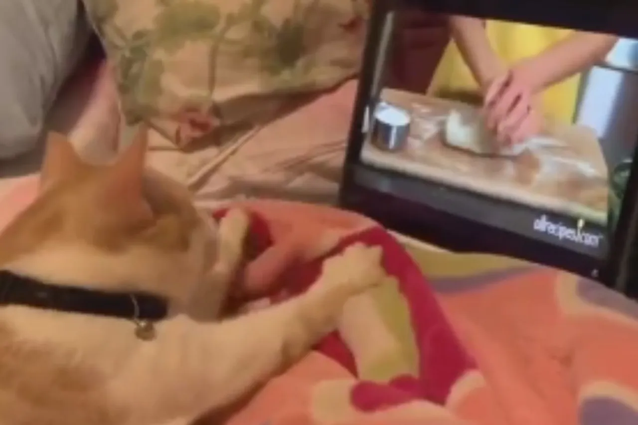Viral Animal Video