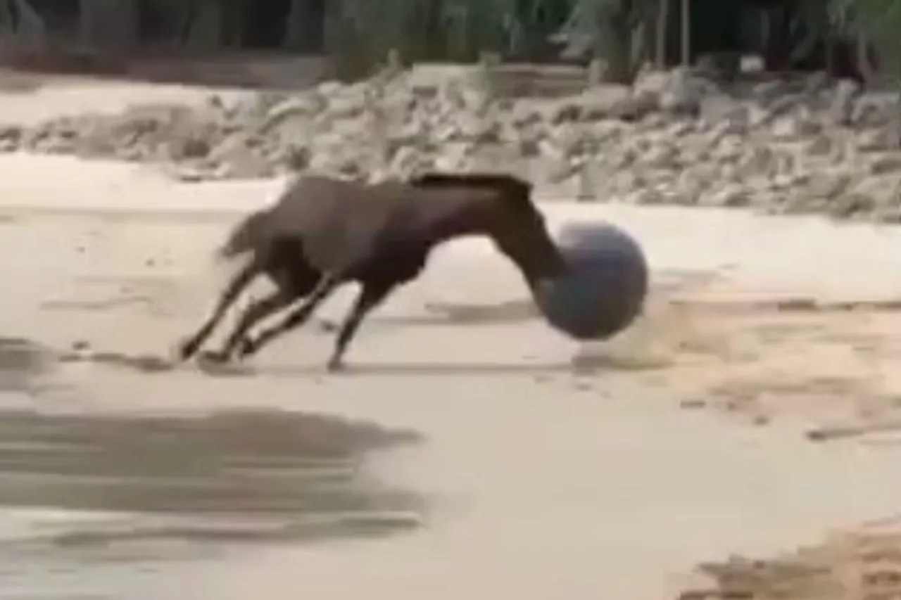 Viral Animal Video