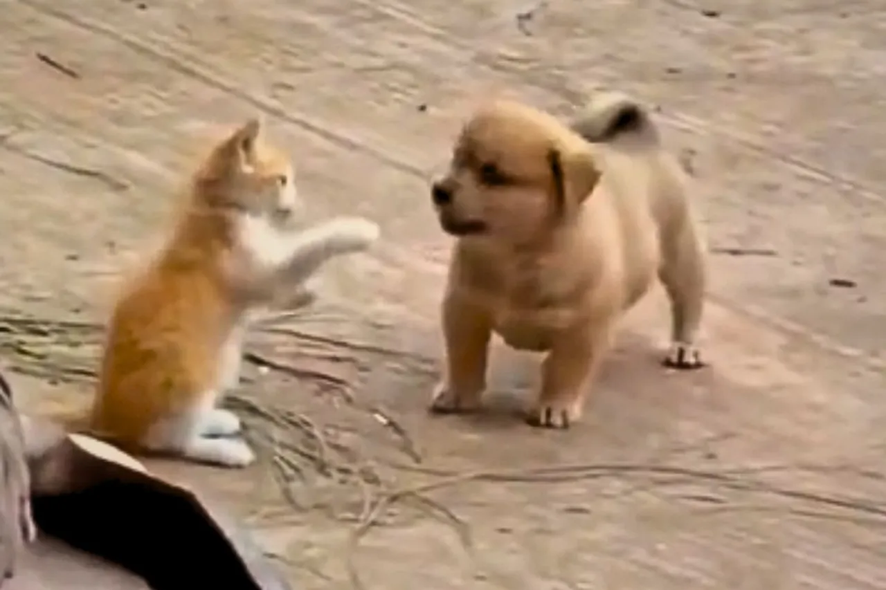 Viral Animal Video