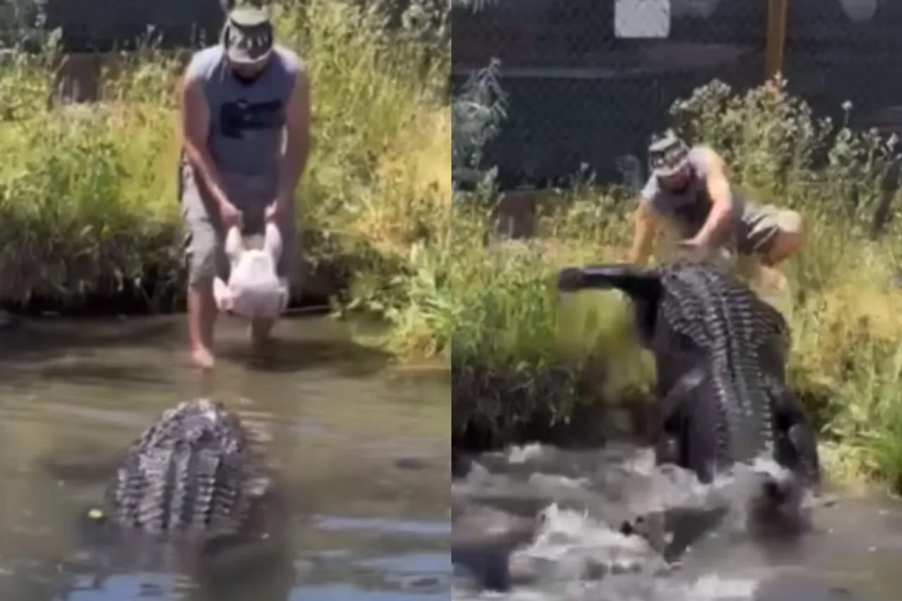 Viral Animal Video