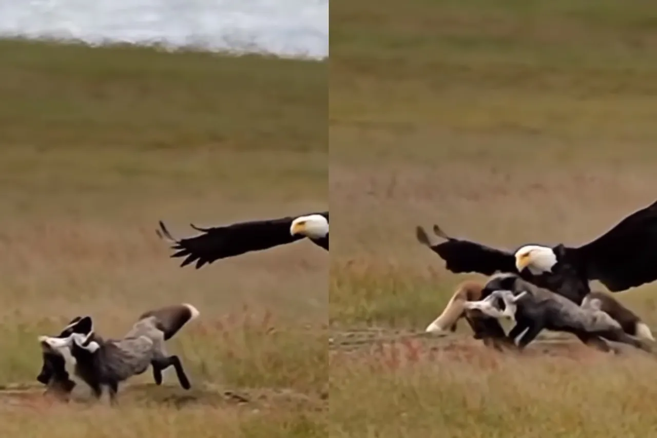 Viral Animal Video