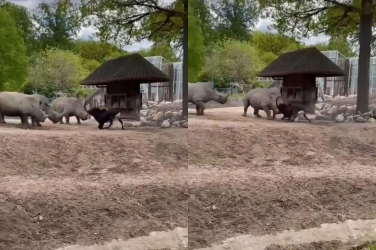 Viral Animal Video