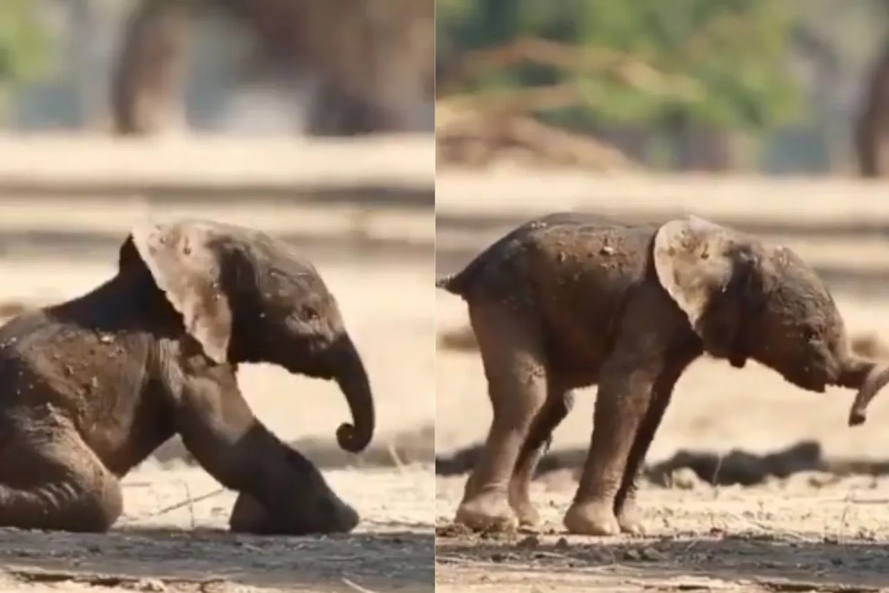 Viral Animal Video