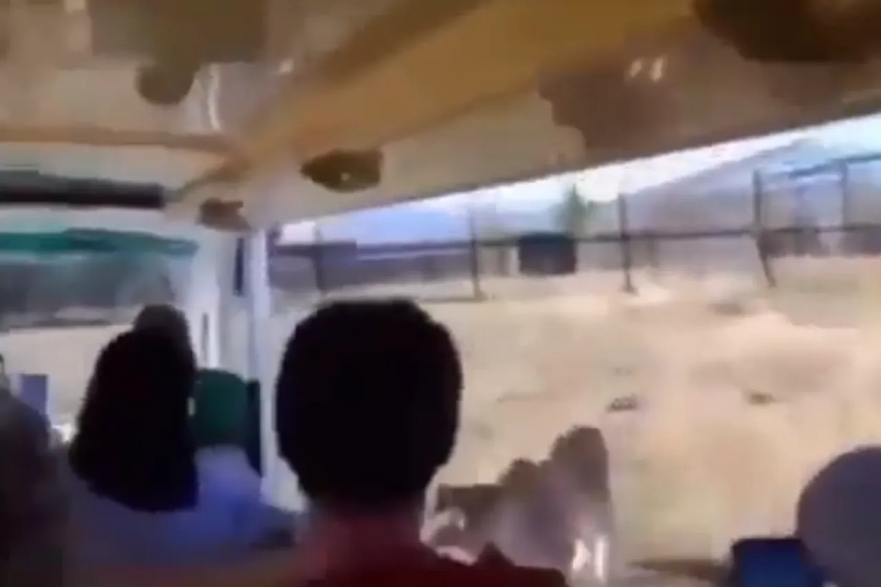 Viral Animal Video