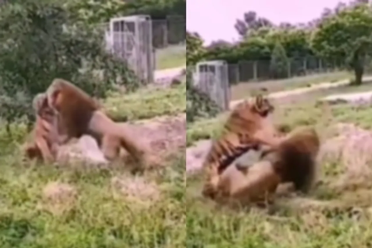 Viral Animal Video