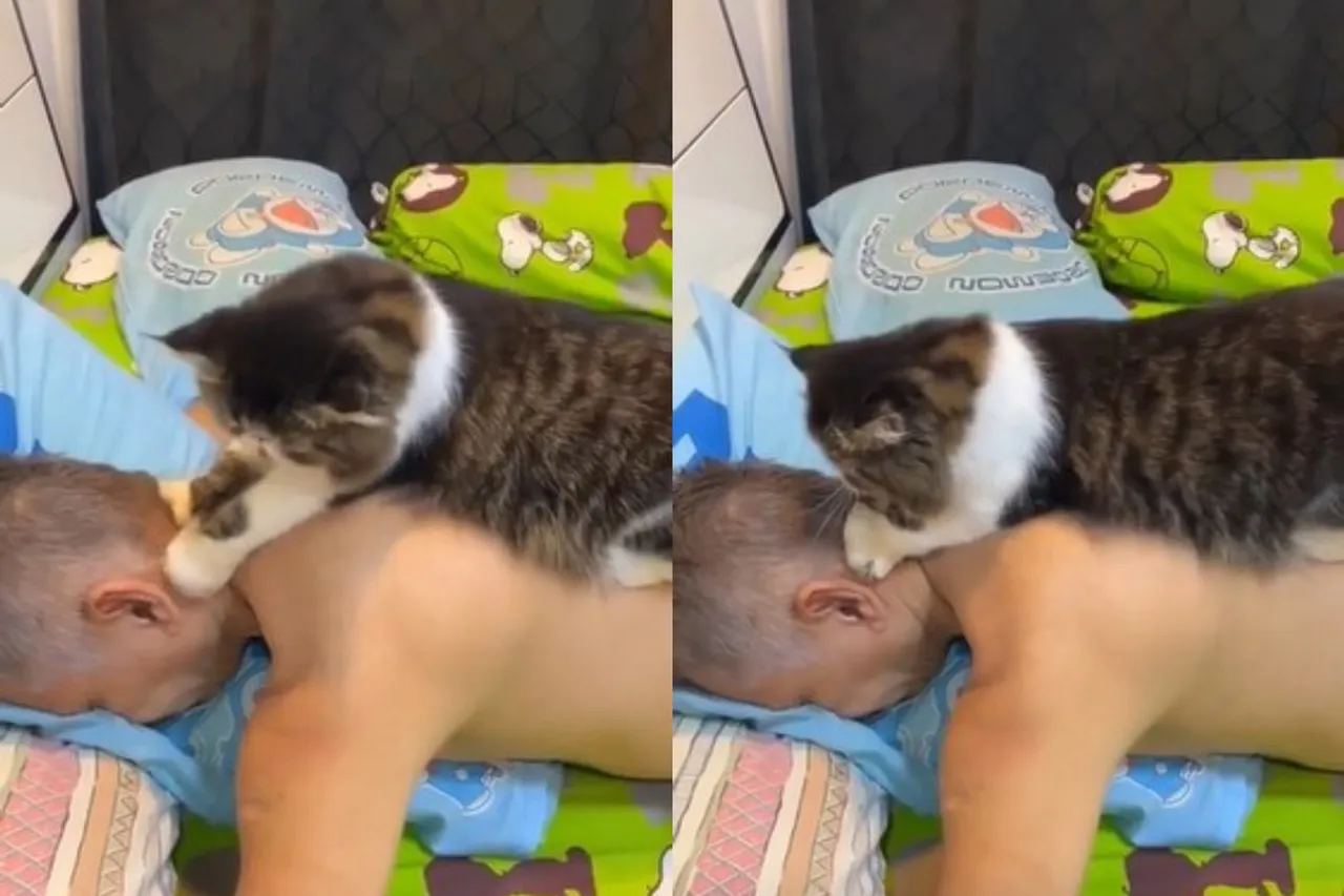 Viral animal video