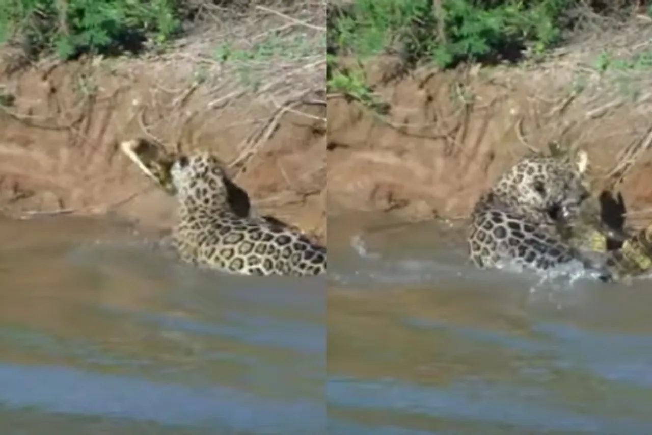 Viral Animal Video