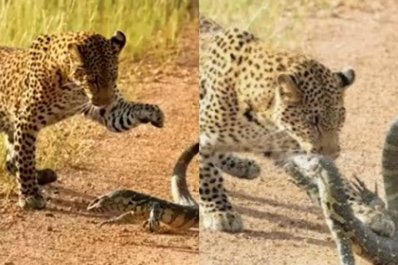 Viral animal video