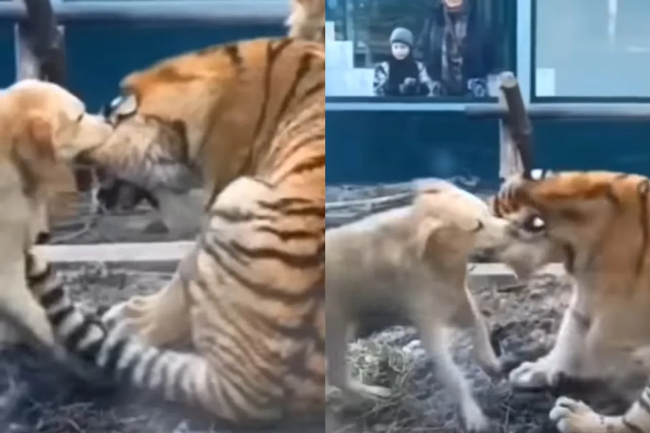 Viral animal video