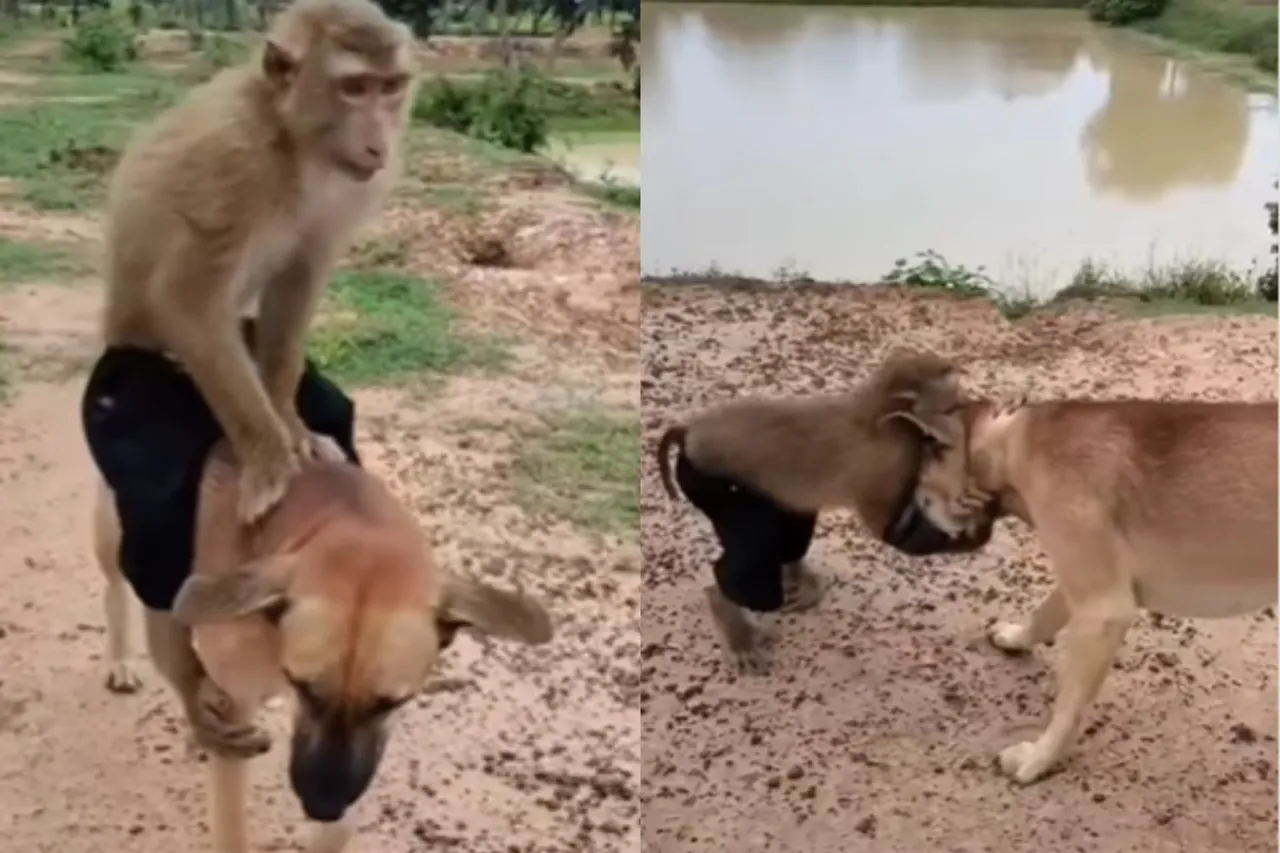Viral animal video