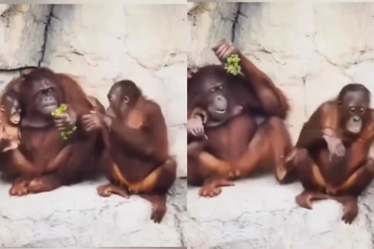 Viral animal video