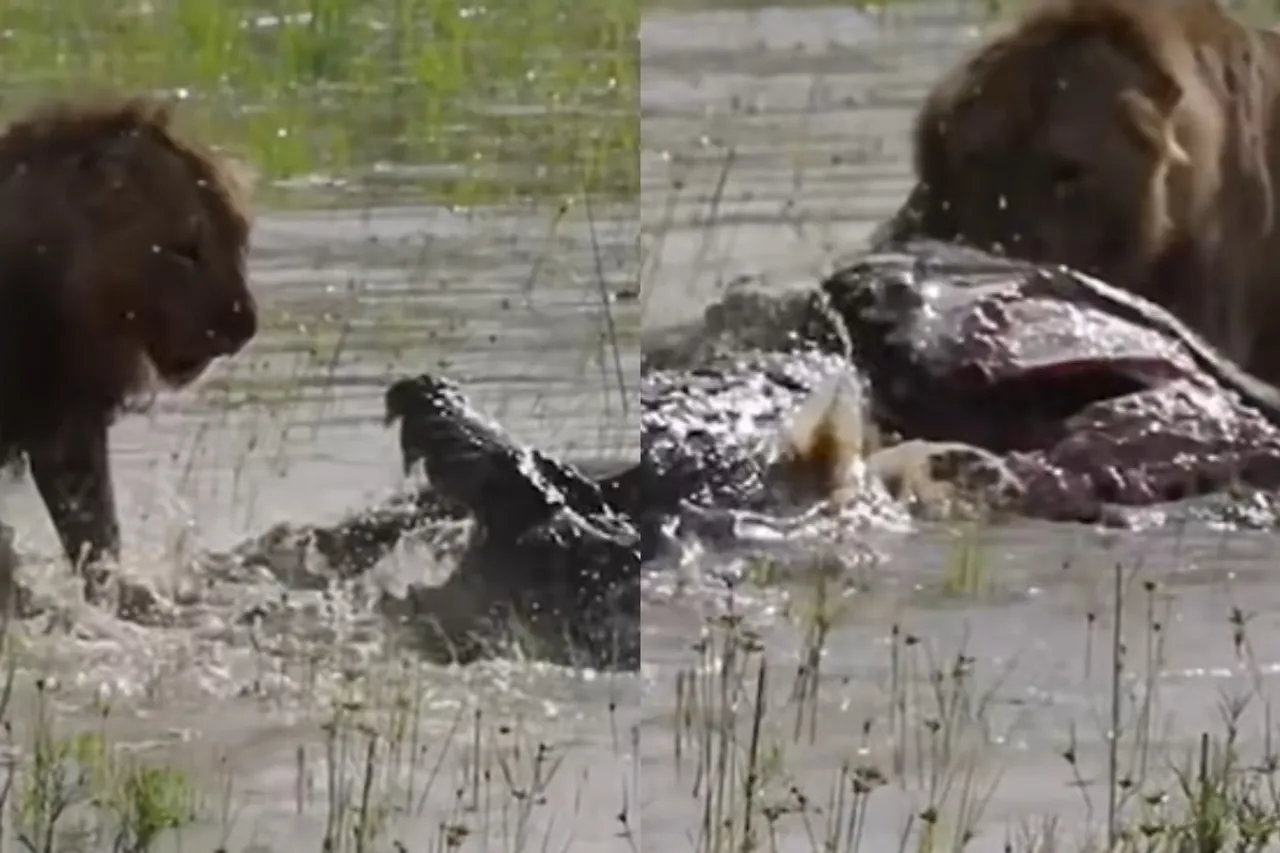 Viral animal video