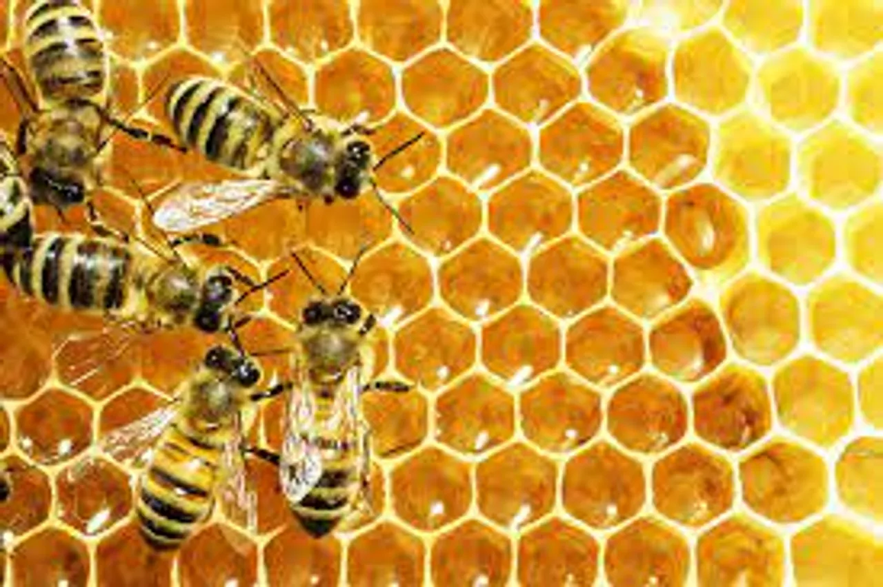 Uttarakhand bee