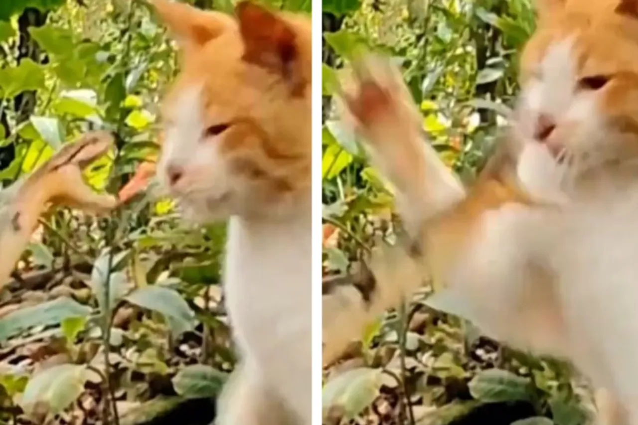 Animal Viral Video