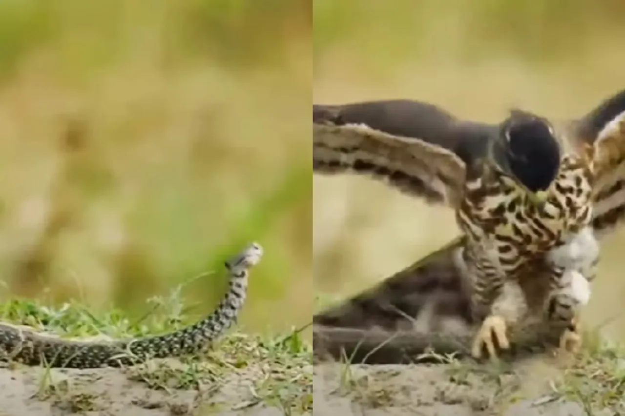 Animal Viral Video