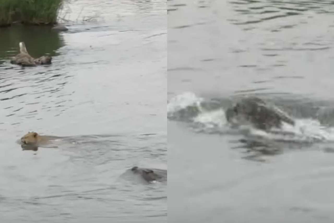 Animal Viral Video