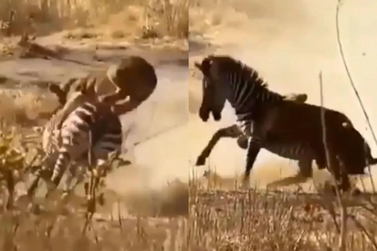 Animal Viral Video