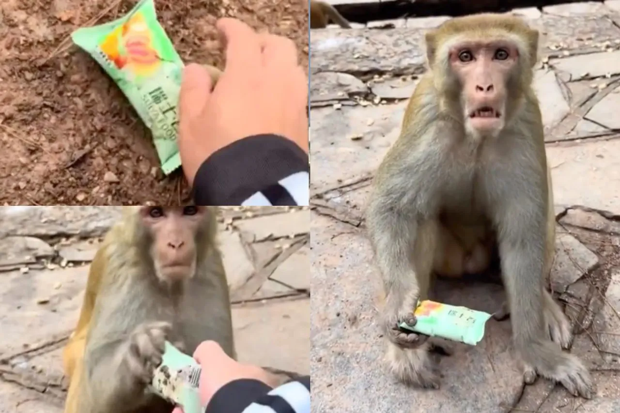 Animal Viral Video