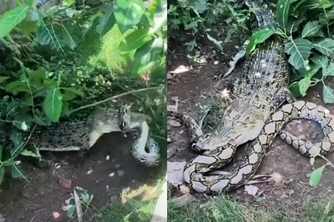 Animal Viral Video
