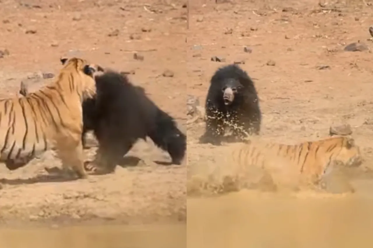 Animal Viral Video