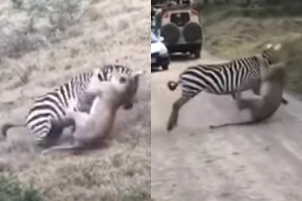 Viral Animal Video