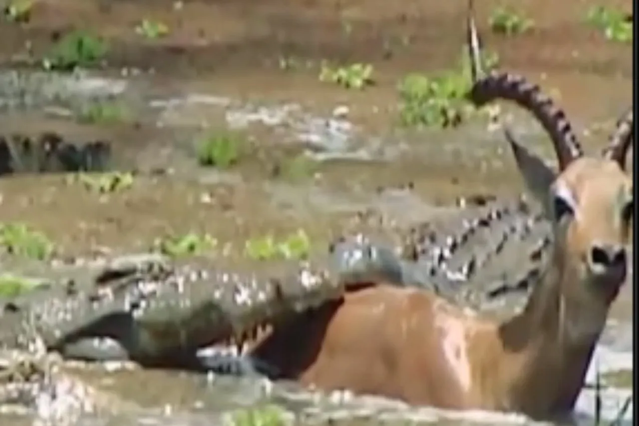 Viral Animal Video