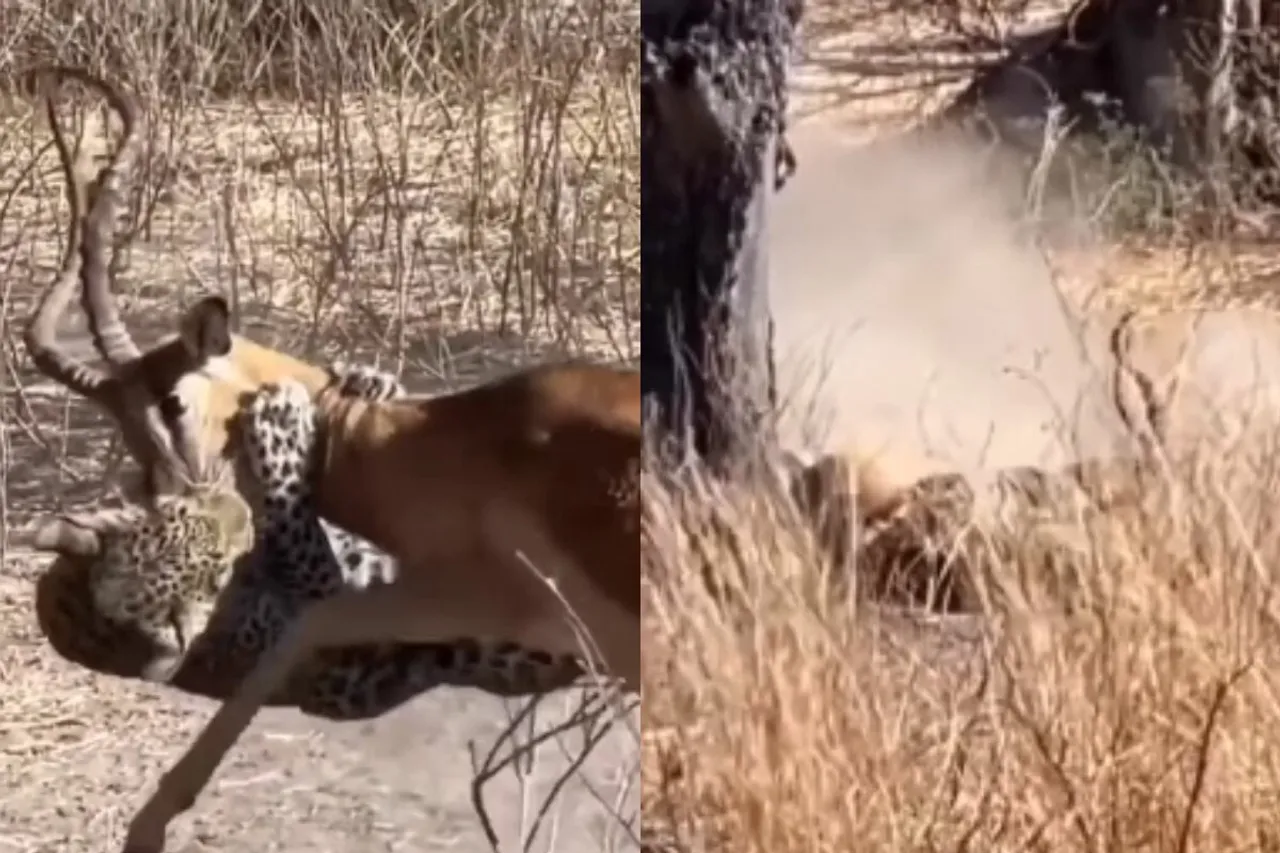 Viral Animal Video