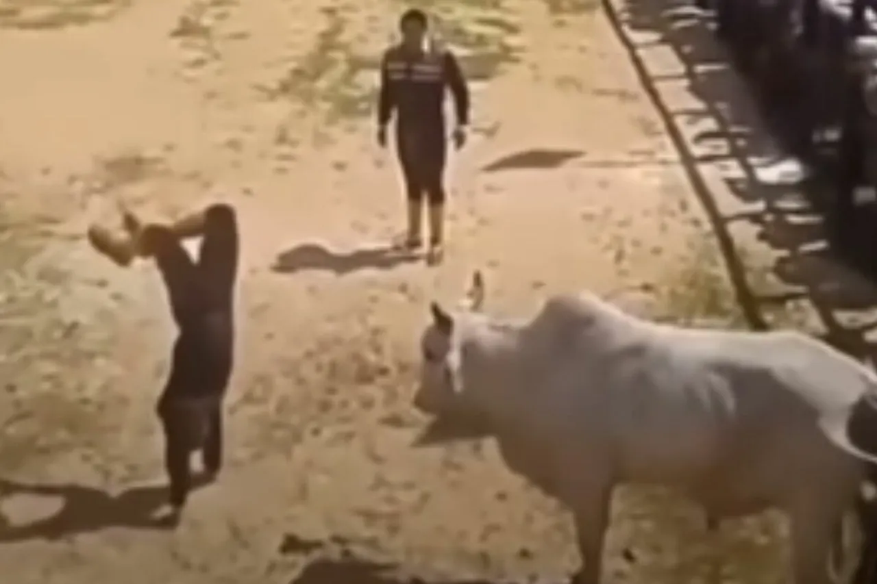 Viral Animal Video