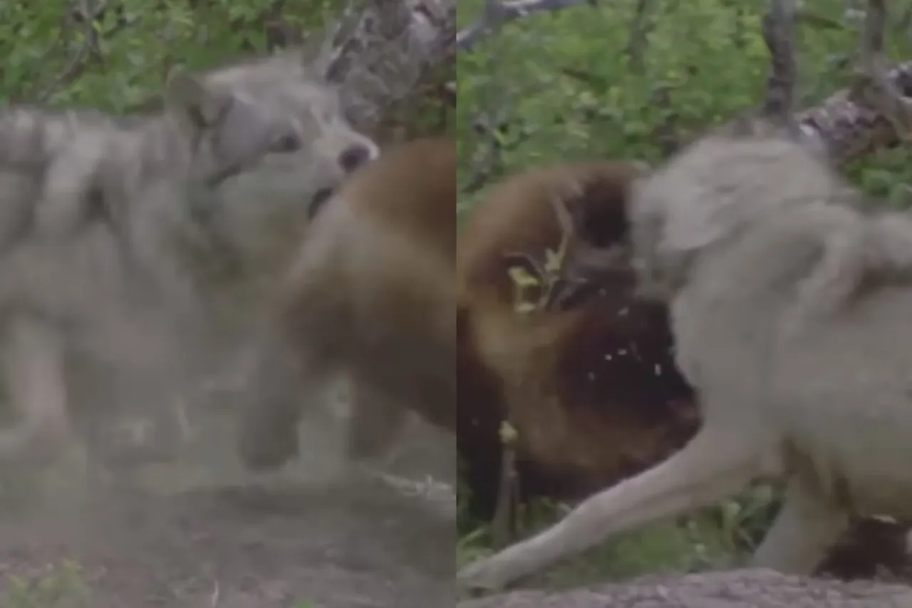 Viral Animal Video