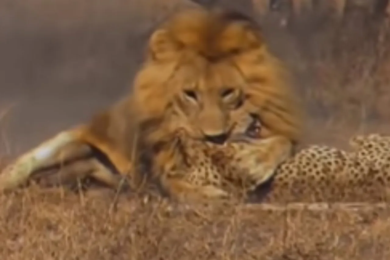 Viral Animal Video
