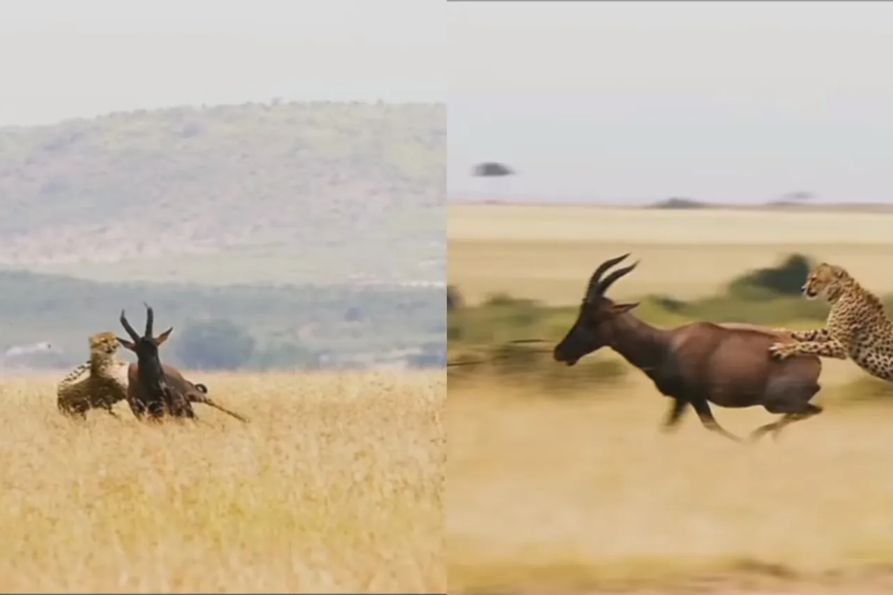 Viral Animal Video